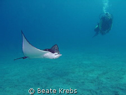 Eagle Ray with diver taken with my conon S70 in 9 feet of... by Beate Krebs 